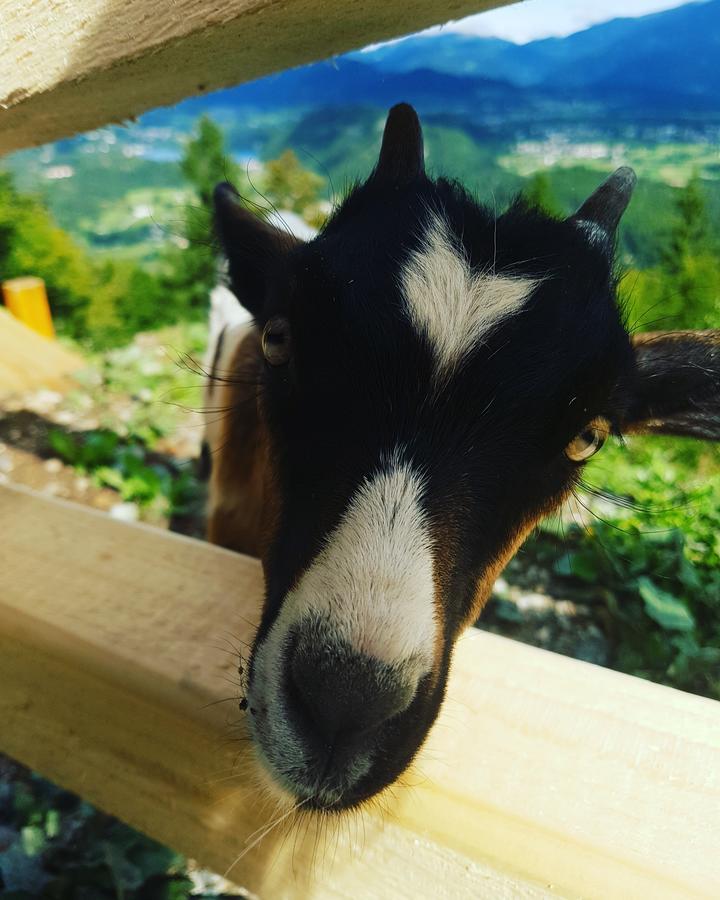 Koca Na Talezu Bed & Breakfast Ribno Bagian luar foto